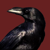 raveness42's Avatar